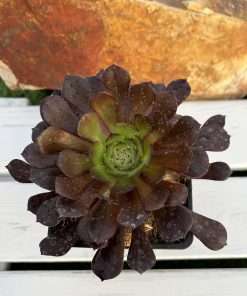 Aeonium 'Pygmaea'