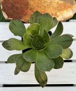 Aeonium x bollei
