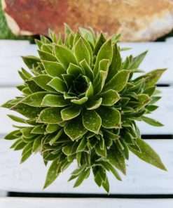 aeonium x sventenii