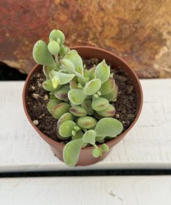 Cotyledon Pendens