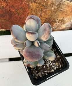 Cotyledon oophylla