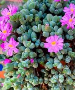 braunsia maximiliani