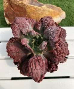 Echeveria Gibbiflora Diamond state