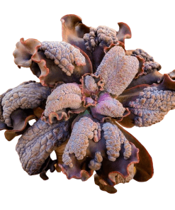 Echeveria Thanos
