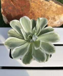 Echeveria Lemon rose variegated