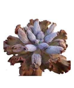 Echeveria Cairo