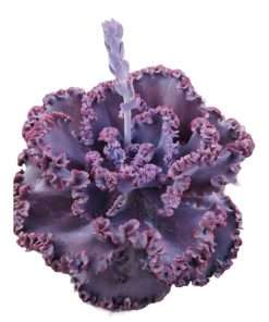 Echeveria Jane Naylor