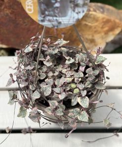 Ceropegia Woodii variegated
