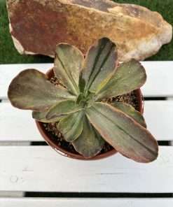 Echeveria Fimbriata Variegated