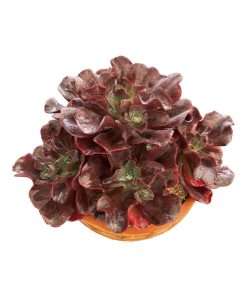 Echeveria Hortensia
