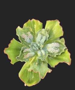 Echeveria Barbillion