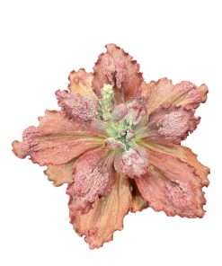Echeveria Nubilum
