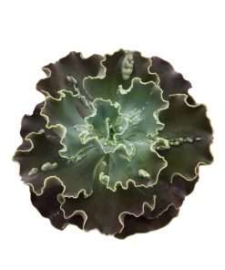 Echeveria Luyu