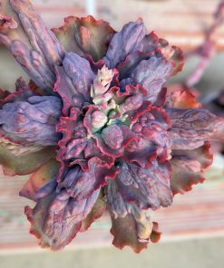 Echeveria Phoenix