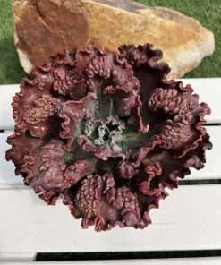 Echeveria Mauna loa