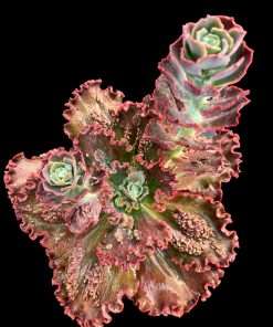 Echeveria zombie
