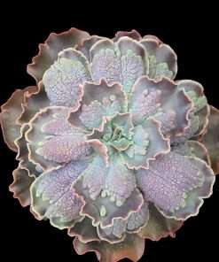 Echeveria Kushala
