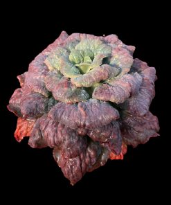 Echeveria Black meteorite