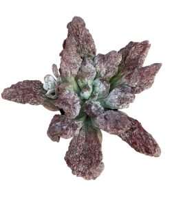 Echeveria Purple cauliflower