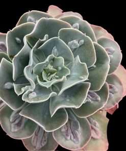 Echeveria barbillion x raindrops