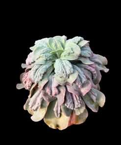 Echeveria Paul Bunyan
