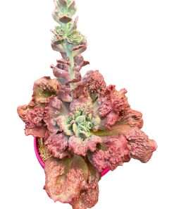 Echeveria Duende