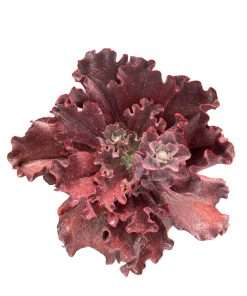 Echeveria Valentine