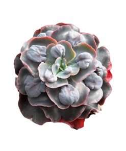Echeveria sun moon lake