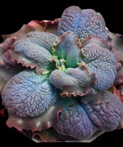 Echeveria Bayles