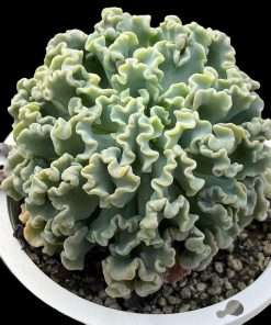 Echeveria Medusa