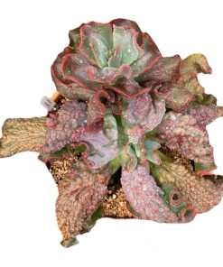 Echeveria Leopard dragón