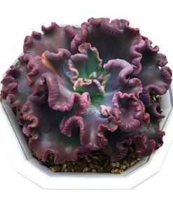 Echeveria Capricorn