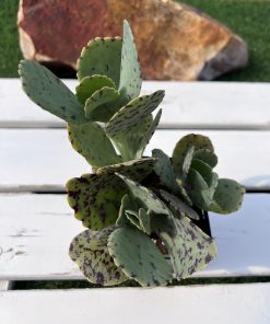 Kalanchoe Marmorata
