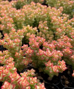 Crassula rupestris ssp. commutata – Tom Thumb