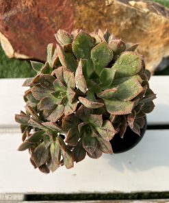 Aeonium Mascaense Hyb.