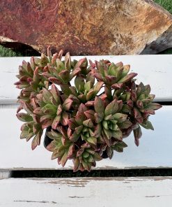 Aeonium x puberulum