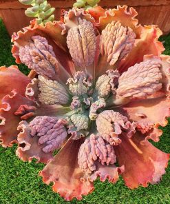 Echeveria Marjorie pogue F3