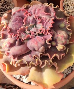 Echeveria Hazak