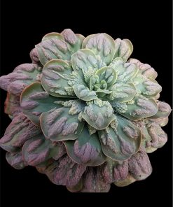 Echeveria elektra