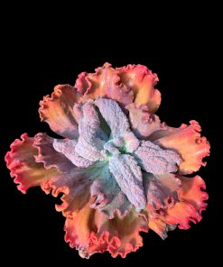 Echeveria Exp