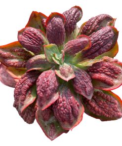 Echeveria Alligator