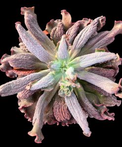 Echeveria Diablo
