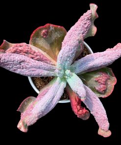 Echeveria Starfish