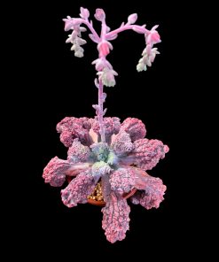 Echeveria Kilauea