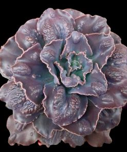 Echeveria Boton