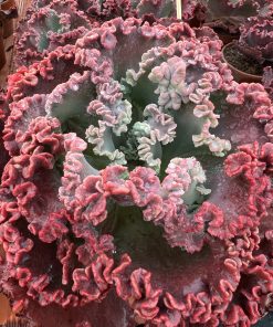 Echeveria Gorgon's grotto