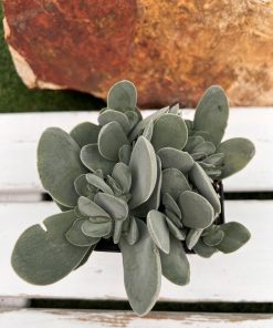 Crassula Cotyledonis