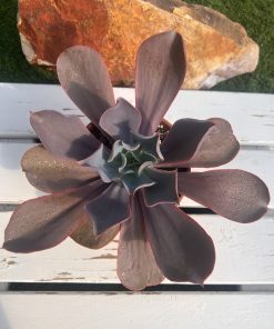 Echeveria affterglow hyb.