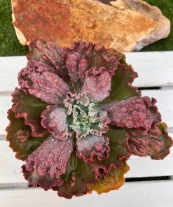 Echeveria midway