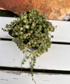 Senecio Rowleyanus